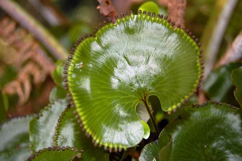 Kidney fern sori 