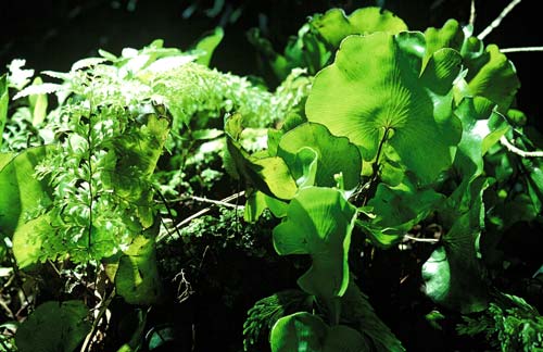 Filmy ferns