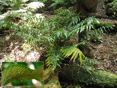 Shining spleenwort