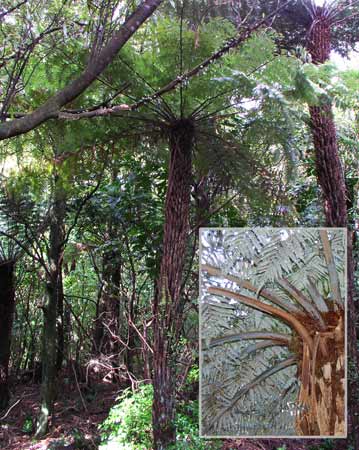 Silver fern 
