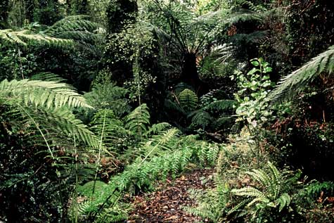 Forest interior