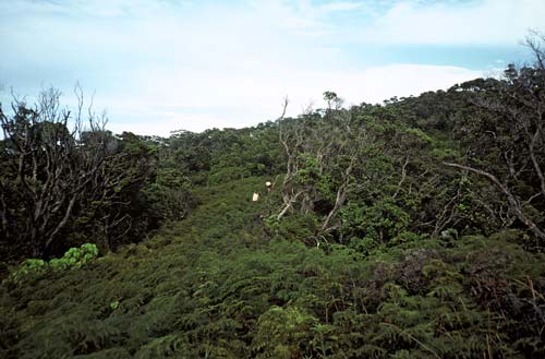 Bracken on hillside