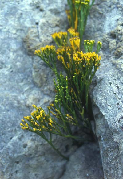 Whisk fern