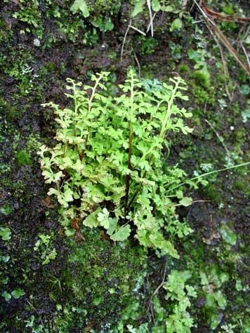 Jersey fern