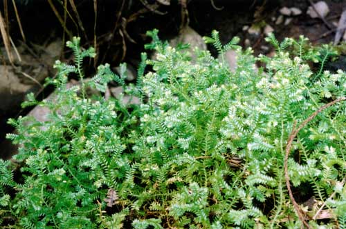 African clubmoss