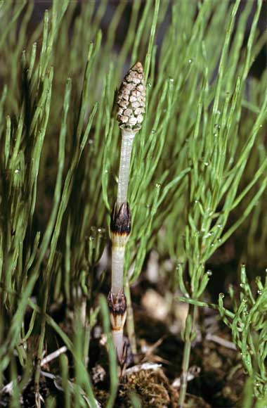 Common horsetail
