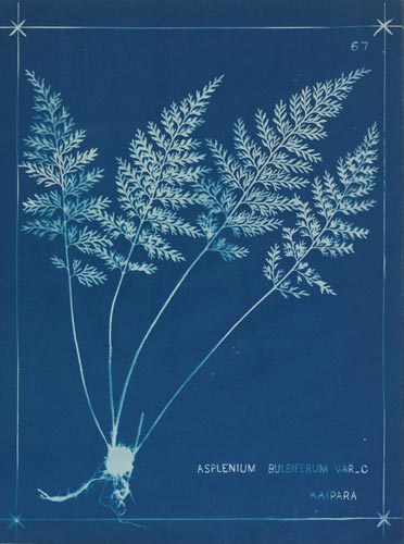‘Blue book’ illustration 