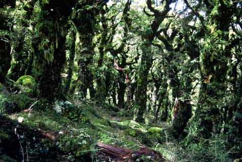 Forest lichens