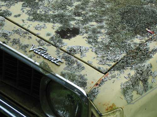 Lichens on an abandoned car