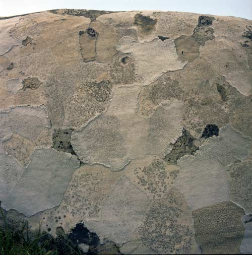 Crustose lichen 