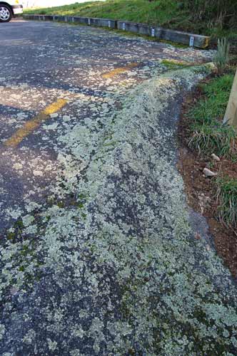 Lichen on asphalt