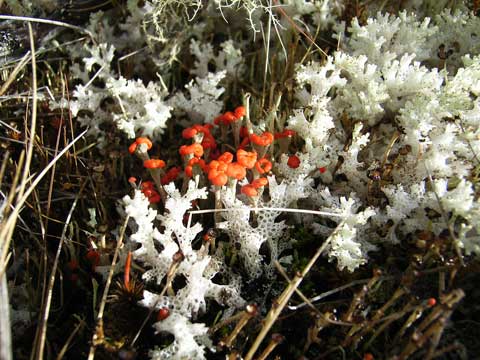 Lace lichen 