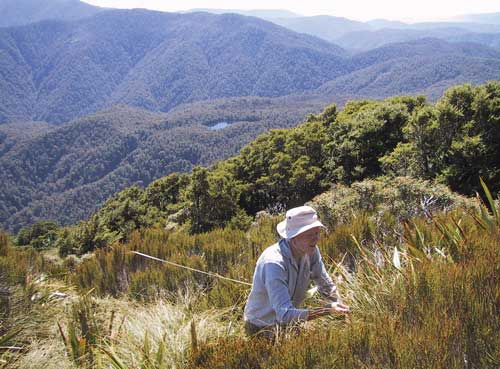 Measuring timberline plots 