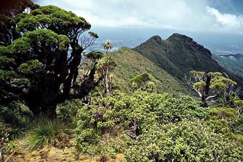 Moehau vegetation