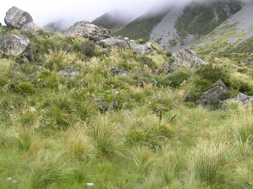 Snow tussocks