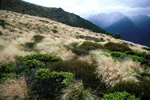 Snow tussocks and shrubs