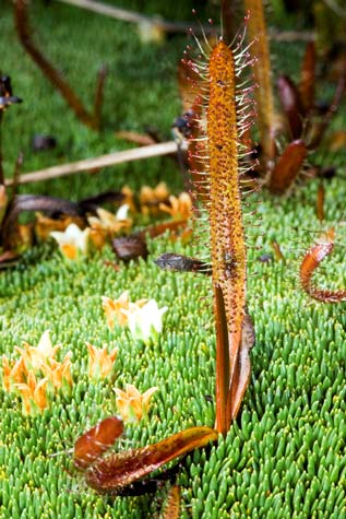 Sundew, Arthur's Pass National Park