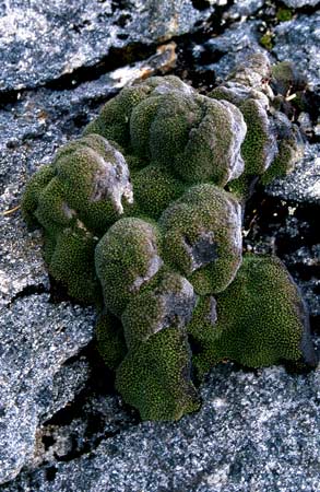 Stewart Island vegetable sheep