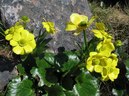 Mountain buttercup