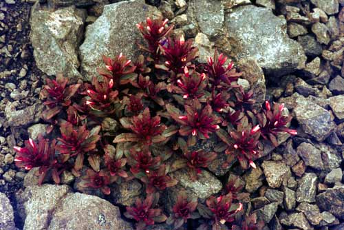 Scree willowherb 