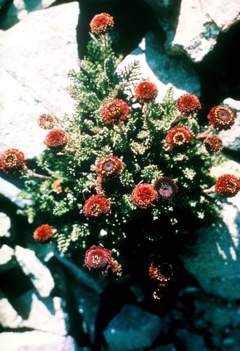 Black scree daisy 