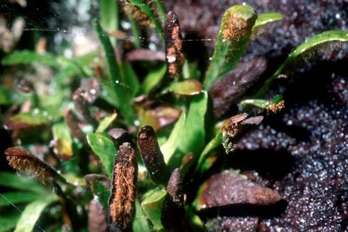 Alpine fern