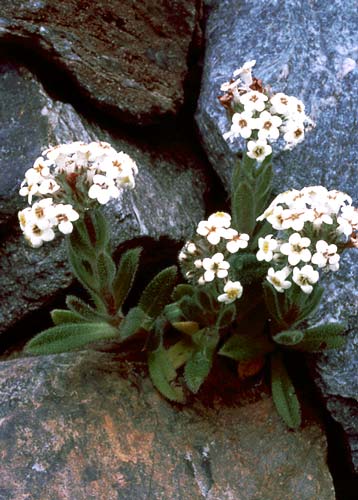 Alpine forget-me-not