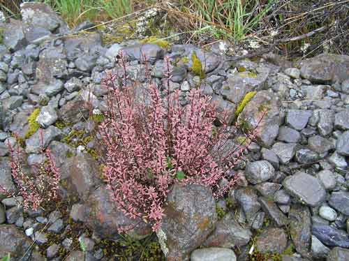 Black-stemmed willowherb