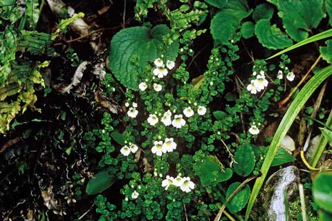 Eyebright