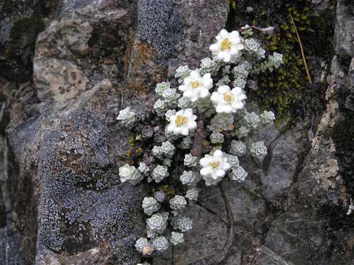 South Island edelweiss