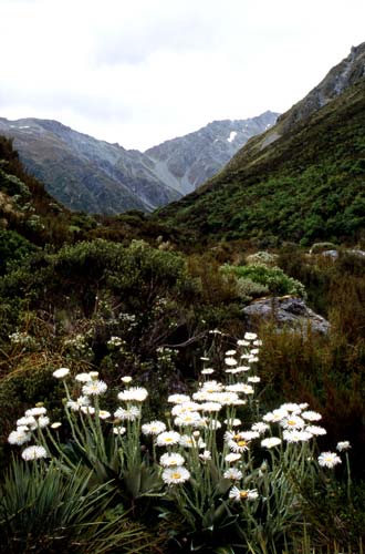 Mountain daisy 