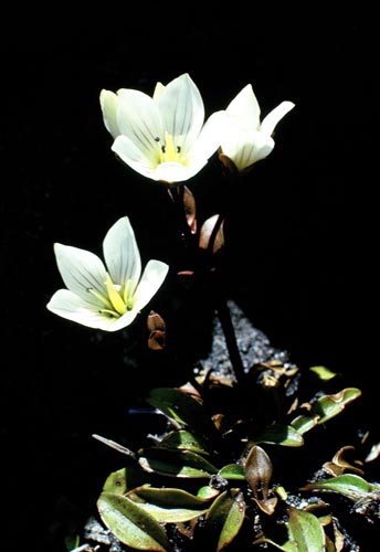 White gentian