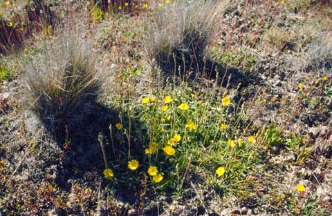 Mouse-ear hawkweed