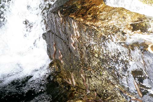 Elvers climbing