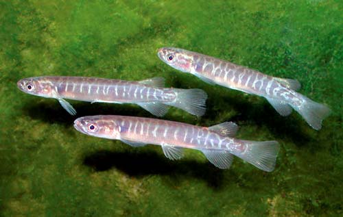 Banded kōkopu