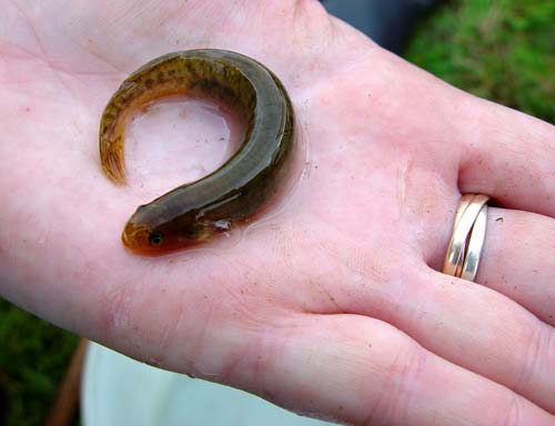 Canterbury mudfish