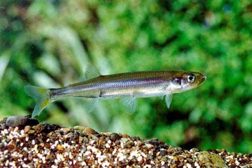 Common smelt