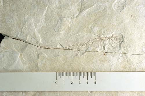 Fossil grayling