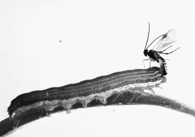 Larva parasite 