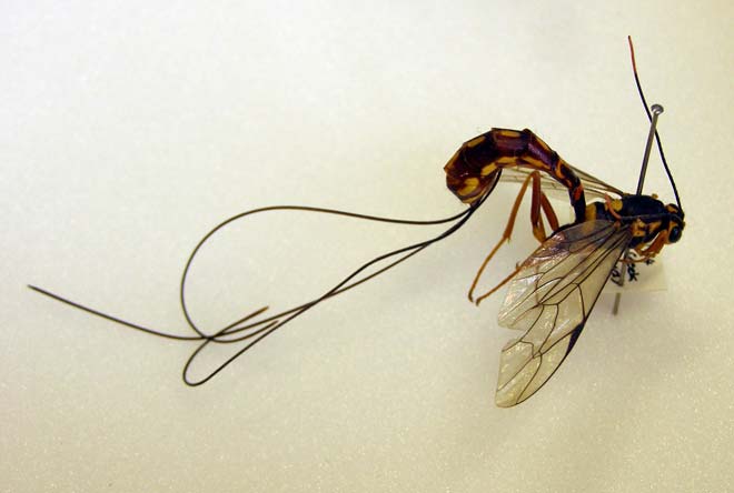 <em>Certonotus fractinervis</em> female