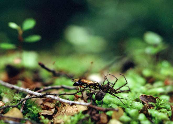 Hunting wasp with prey