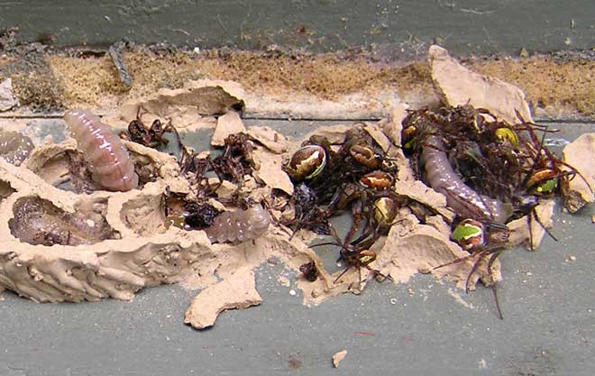 Mason wasp nest