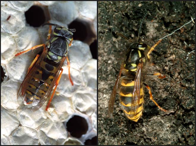 German wasp and common wasp