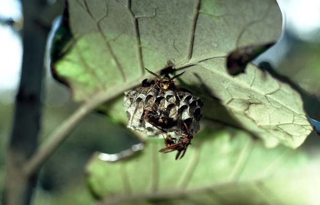 Australian paper wasp nest 