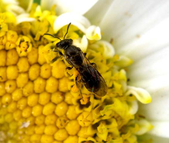 <em>Lasioglossum</em> bee on a daisy