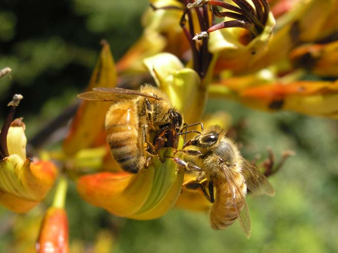 Honeybees 