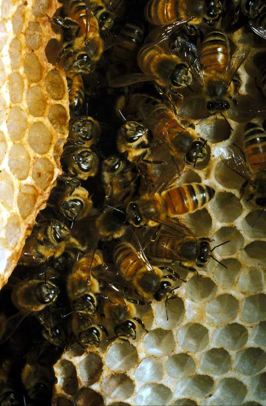 Wild honeybees inside a hive 