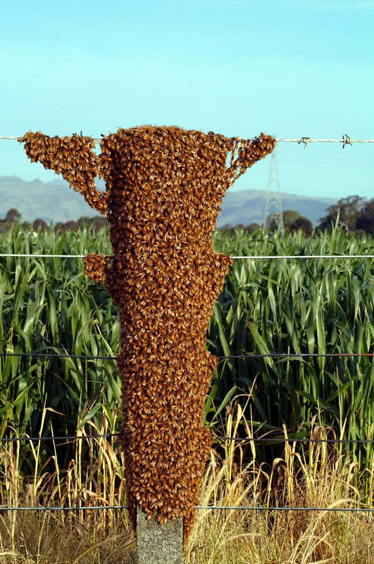 Swarm of honeybees