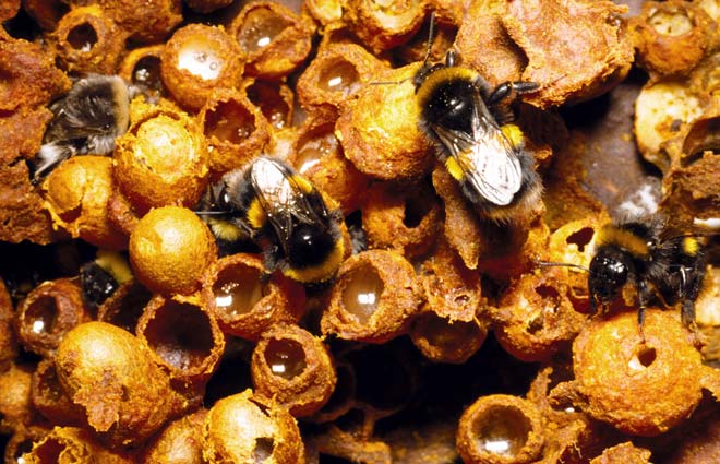Bumblebee nest