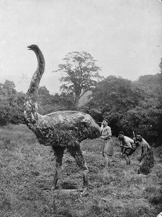 Mock moa hunt